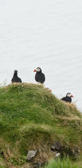 puffins